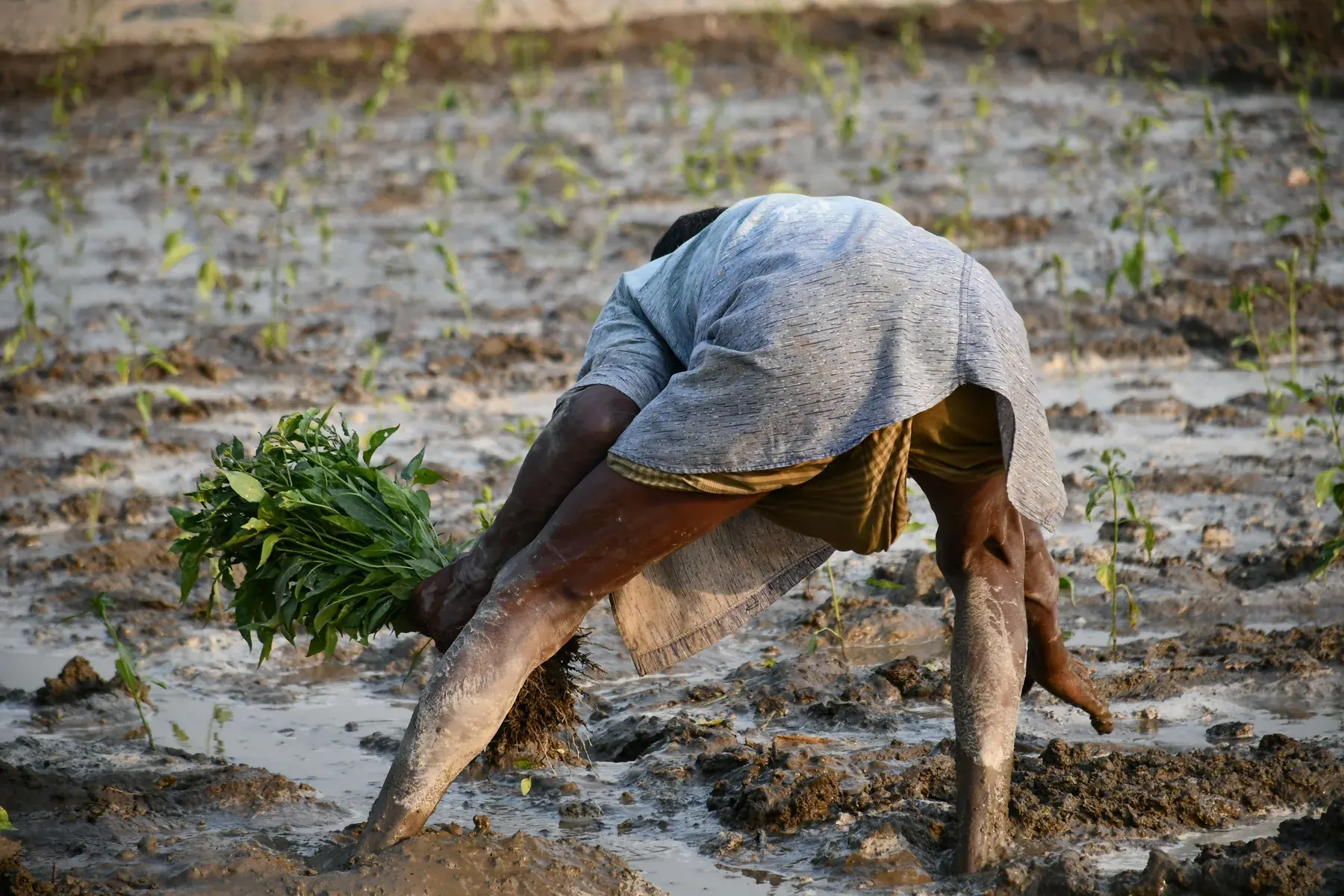 Farmer working in a field