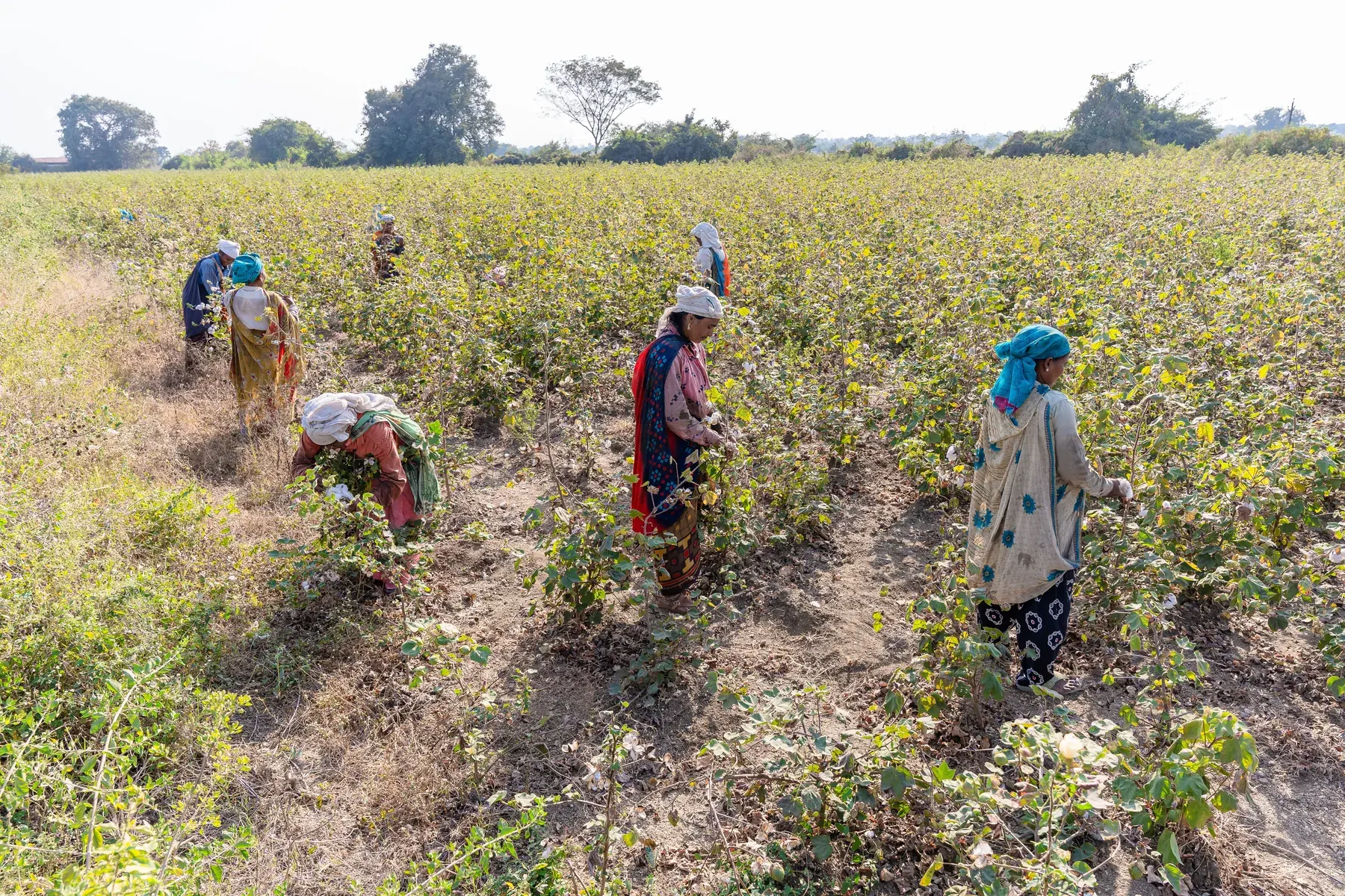 Rural Indian women working in a cotton field